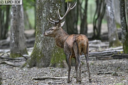 Cerf élaphe