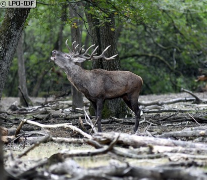 Cerf élaphe