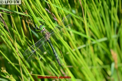 Cordulie alpestre