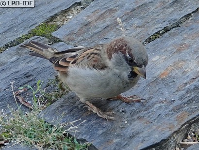 Moineau domestique