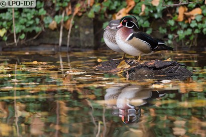 Canard carolin