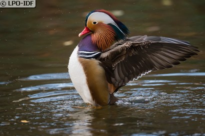 Canard mandarin
