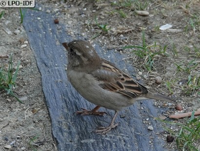 Moineau domestique