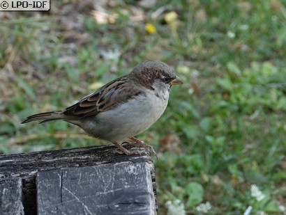 Moineau domestique