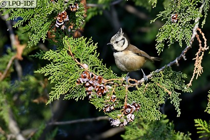 Mésange huppée