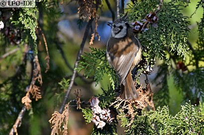 Mésange huppée