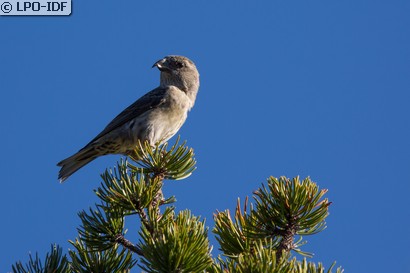 Bec-croisé des sapins