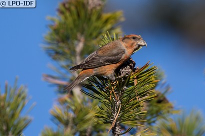 Bec-croisé des sapins