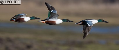 Canard souchet