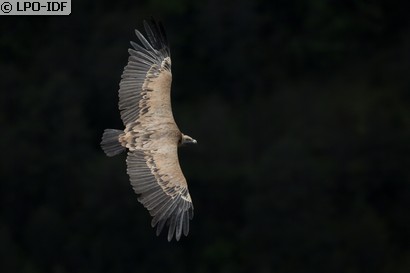 Vautour fauve