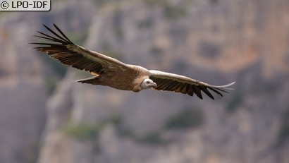 Vautour fauve
