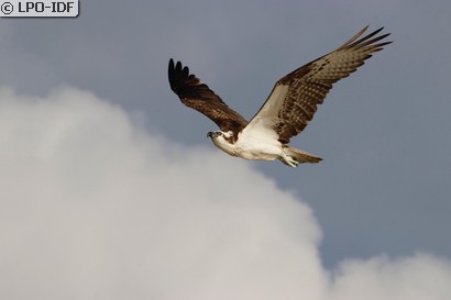 Balbuzard pêcheur