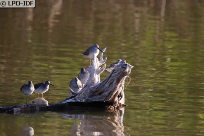 Bécasseau échasse