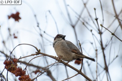 Moineau domestique