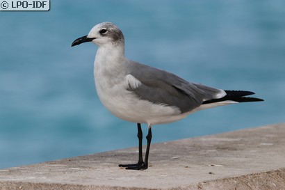 Mouette atricille