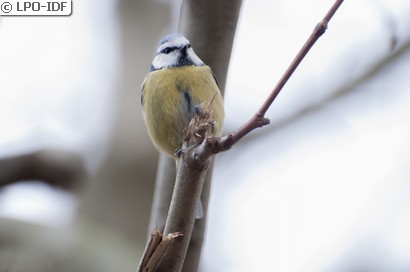 Mésange bleue