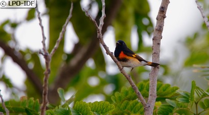 Paruline flamboyante