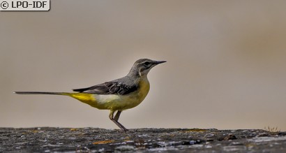 Bergeronnette des ruisseaux