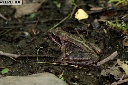Grenouille agile