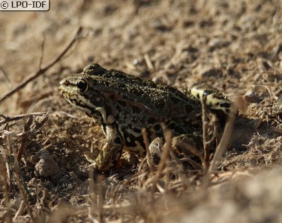 Grenouille de Graf