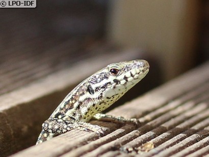 Lézard des murailles