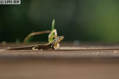 Lézard des murailles