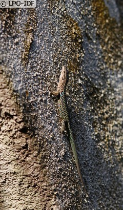 Lézard tyrrhénien