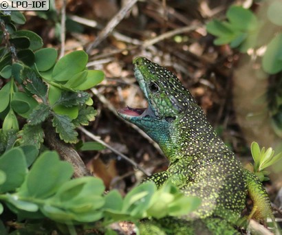 Lézard à deux raies