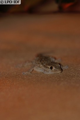 Tarente de Maurétanie