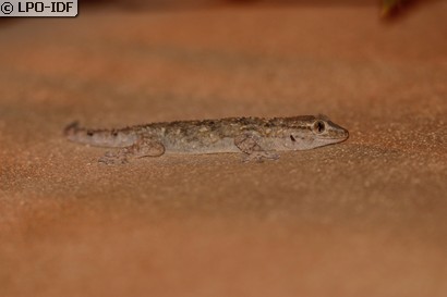 Tarente de Maurétanie
