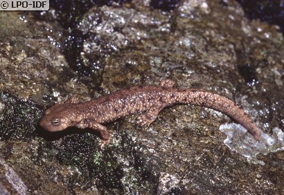 Calotriton des Pyrénées