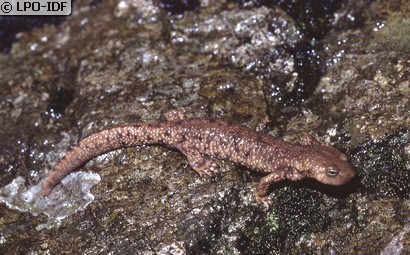 Calotriton des Pyrénées