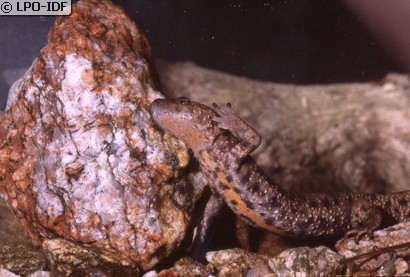 Calotriton des Pyrénées