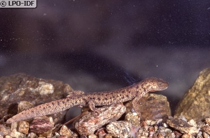 Calotriton des Pyrénées