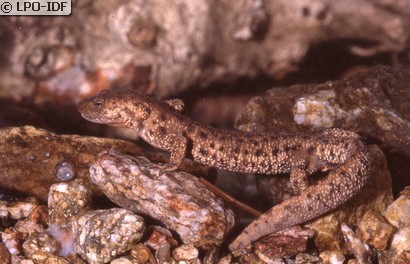 Calotriton des Pyrénées