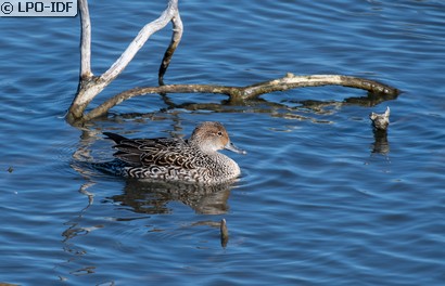 Canard pilet