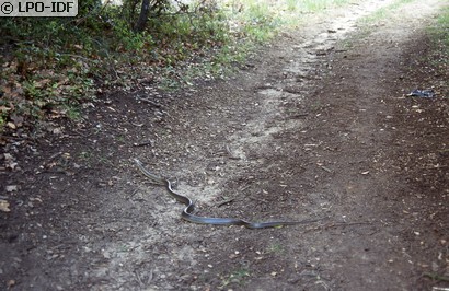 Couleuvre d'Esculape