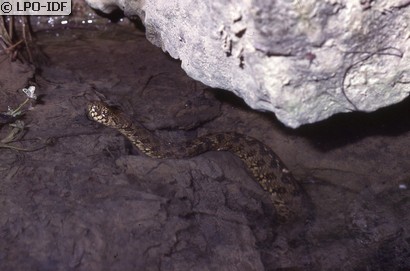 Couleuvre vipérine
