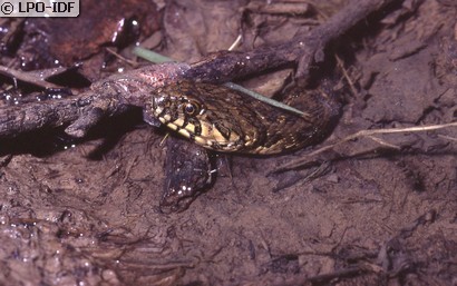 Couleuvre vipérine
