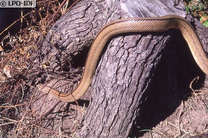 Couleuvre à échelons