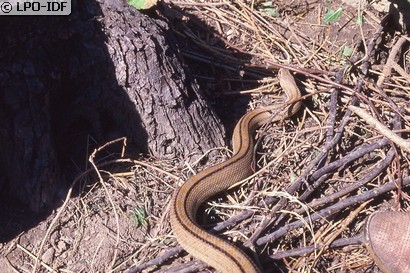 Couleuvre à échelons