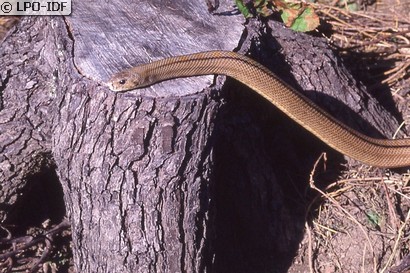 Couleuvre à échelons