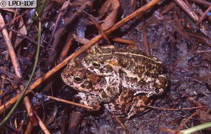 Crapaud calamite