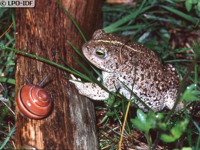 Crapaud calamite