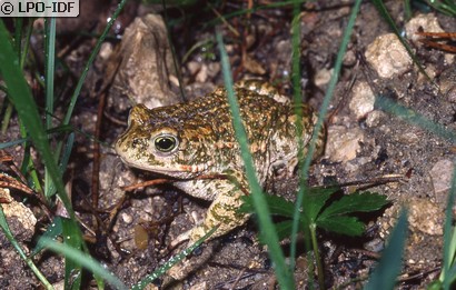 Crapaud calamite