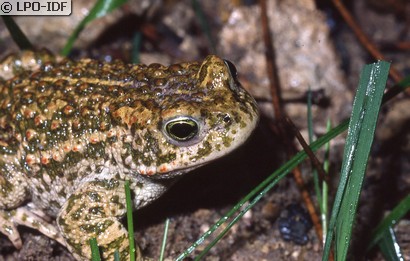 Crapaud calamite