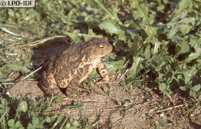 Crapaud commun