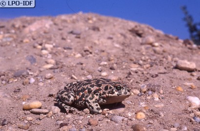 Crapaud vert