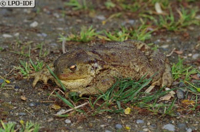 Crapaud épineux