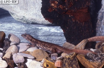 Euprocte de Corse